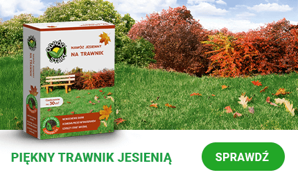 Piękny trawnik jesienią