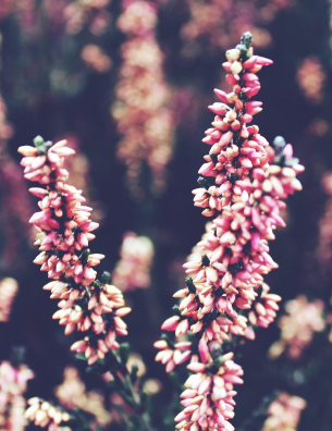 Jak przygotować ogród na zimę?