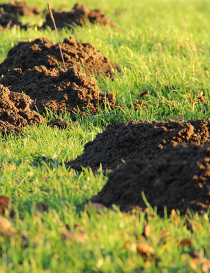 Jak ograniczyć ryzyko chorób grzybowych i inwazji szkodników jesienią?